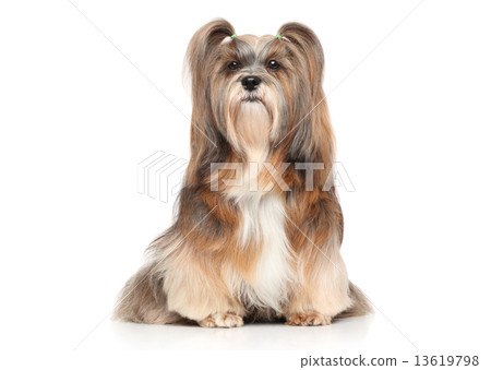Lhasa Apso on a white background Lhasa Apso on a white background 13619798
