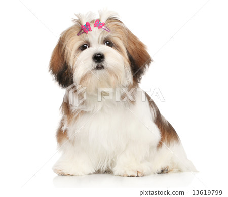 Lhasa Apso on a white background Lhasa Apso on a white background 13619799
