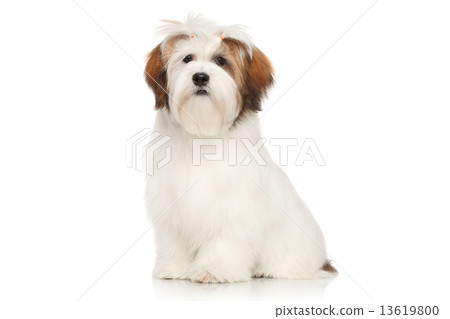 Lhasa Apso on a white background Lhasa Apso on a white background 13619800