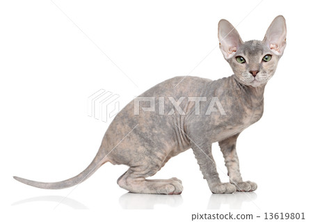 Don Sphynx kitten Don Sphynx kitten 13619801