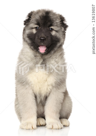 Central Asian Shepherd puppy 13619807