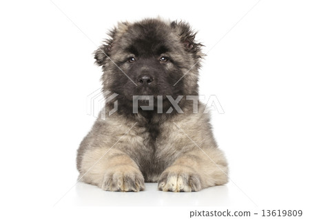 Central Asian Shepherd puppy 13619809
