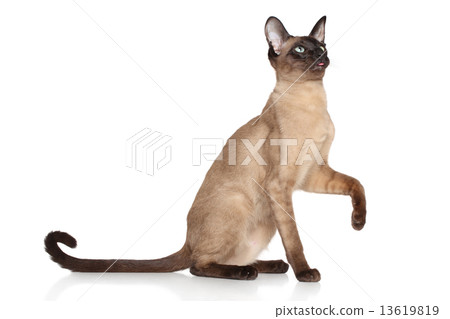 Oriental Siamese cat 13619819
