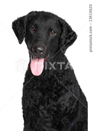 Curly coated retriever 13619820