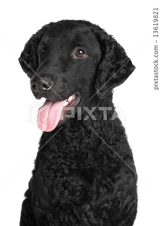 Curly coated retriever 13619821