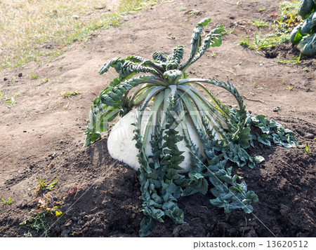 Sakurajima radish Sakurajima radish 13620512