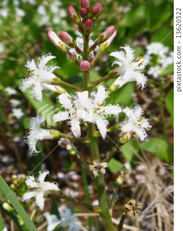 Mitsugashiwa的白花 13620522