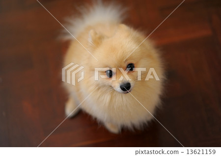 Pomeranian Pomeranian 13621159