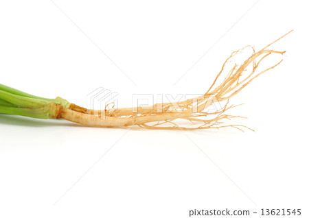 Cilantro Roots Cilantro Roots 13621545