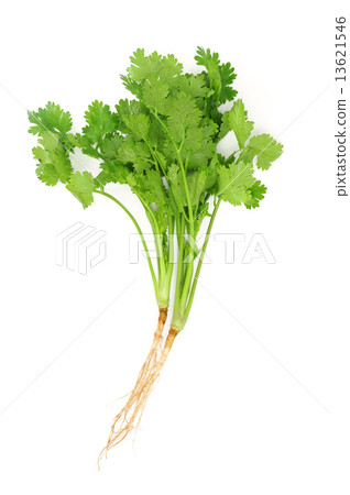 Cilantro Cilantro 13621546