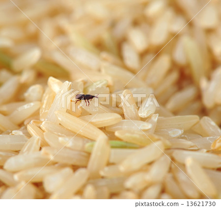 weevil in rice weevil in rice 13621730