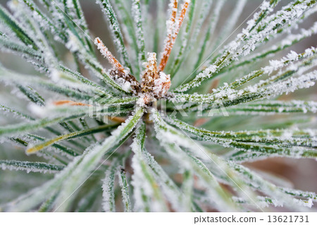 frosty pine tree frosty pine tree 13621731