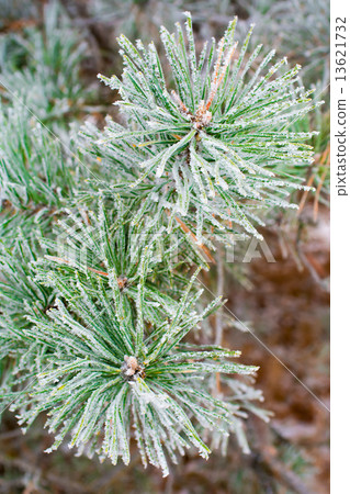 frosty pine tree frosty pine tree 13621732
