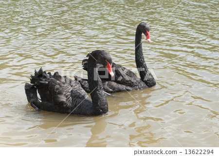 Two black swans Two black swans 13622294