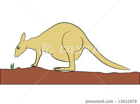 kangaroo - vector 13622879