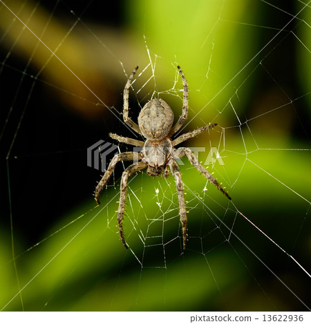 Stock Photo: Big spider on the web