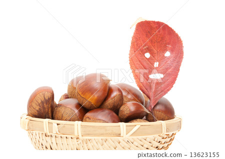 Chestnut and fallen leaf face 13623155