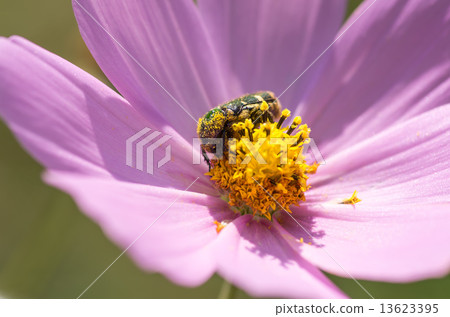 Hanamuguri和宇宙 13623395