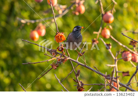 Ruko咆哮在柿子樹 13623402