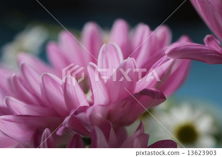 菊花瓣 13623903