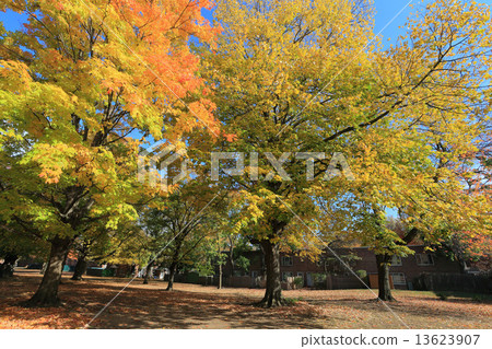 新鮮草甸女王的住宅區公園 13623907