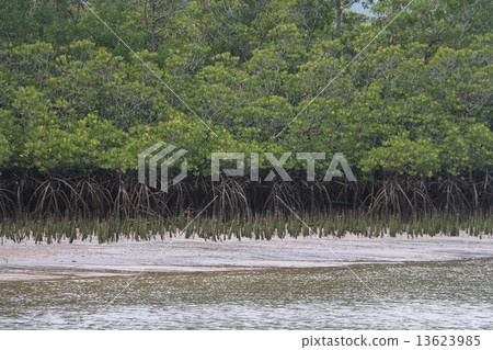 Jungle of Nakagawa River Mangrove in Iriomote Island, Okinawa 1 13623985