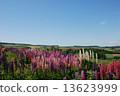 Lupine's hill 13623999