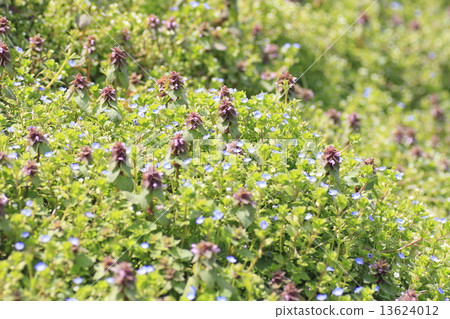 Field of spring 13624012