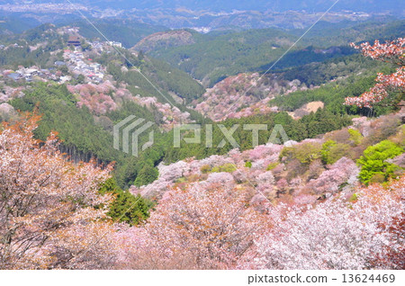 Yoshino mountain cherry tree Yoshino mountain cherry tree 13624469