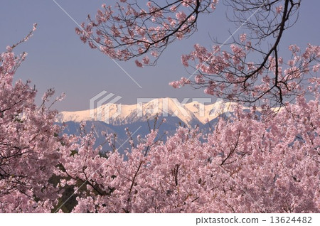 高櫻桃樹 13624482