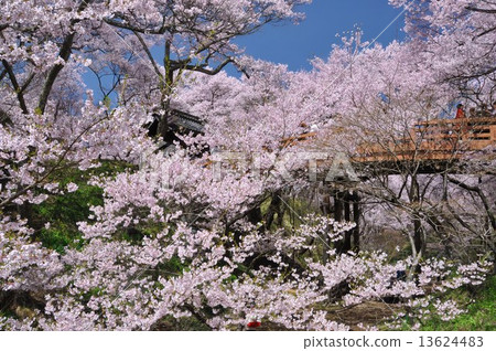 高櫻桃樹 13624483