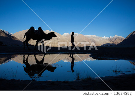 Caravan of travellers riding camels in silhoulette 13624592