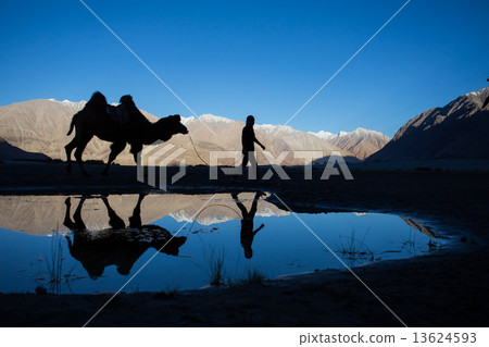 Caravan of travellers riding camels in silhoulette 13624593