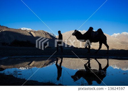 Caravan of travellers riding camels in silhoulette Caravan of travellers riding camels in silhoulette 13624597