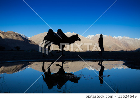 Caravan of travellers riding camels in silhoulette 13624649