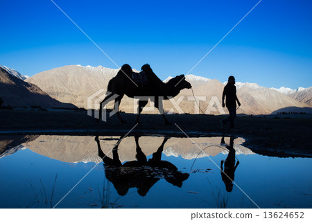 Caravan of travellers riding camels in silhoulette 13624652