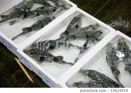 魚市活動 13624819