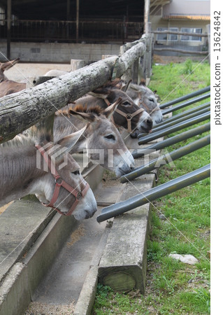 Pony's meal scenery 13624842