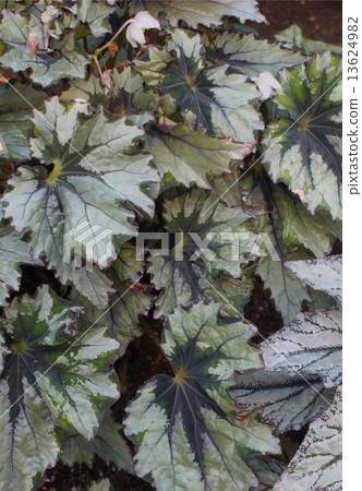 Begonia 07 13624982