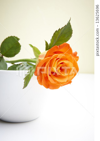 橙色的玫瑰 13625696