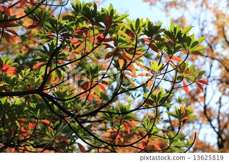 Autumn leaves of Horonoki of Arakawa Nature Park Autumn leaves of Horonoki of Arakawa Nature Park 13625819