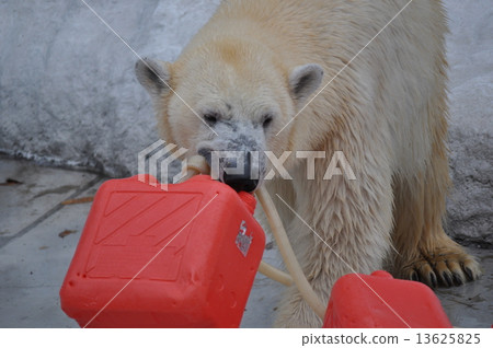 Polar bears holding buoys Polar bears holding buoys 13625825