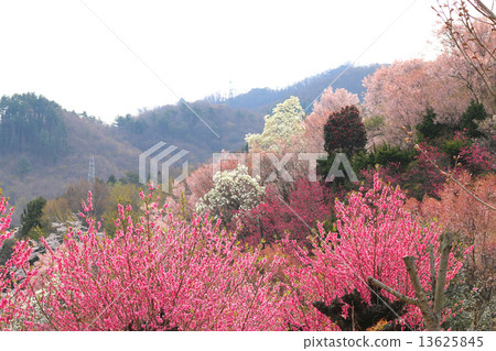 Hanamiyama Hanamiyama 13625845