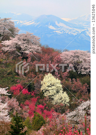 Hanamiyama Azuma Fuji 13625846