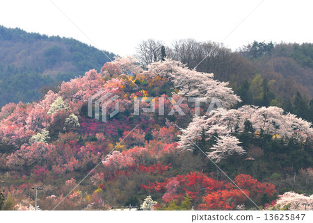 Hanamiyama Hanamiyama 13625847