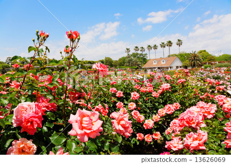 Yanzu rose garden orange-colored rose flower · Zambra '93 and the scenery Yanzu rose garden orange-colored rose flower · Zambra '93 and the scenery 13626069