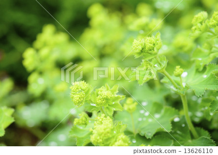 Alchemilla Morris 13626110