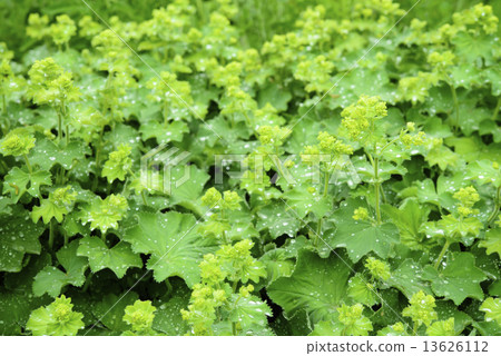 Alchemilla Morris 13626112