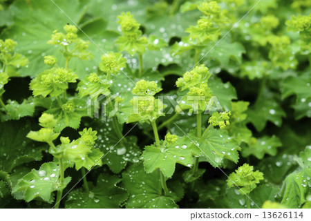 Alchemilla Morris 13626114