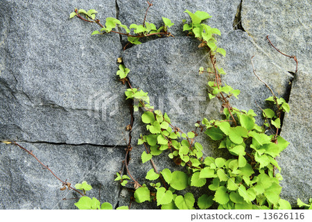 Ivy background Ivy background 13626116